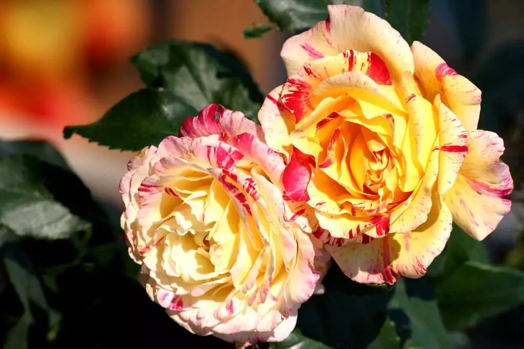 floribunda roses