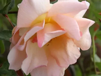 Crepuscule rose