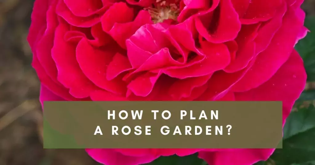 How to plan a rose garden