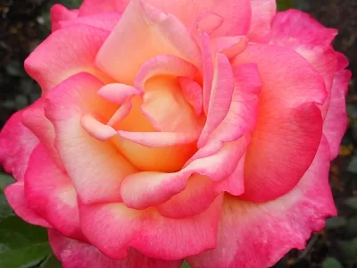 Sheila's Perfume rose