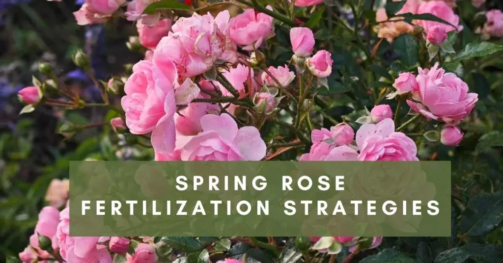Spring Rose Fertilization Strategies