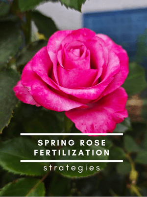 Spring Rose Fertilization