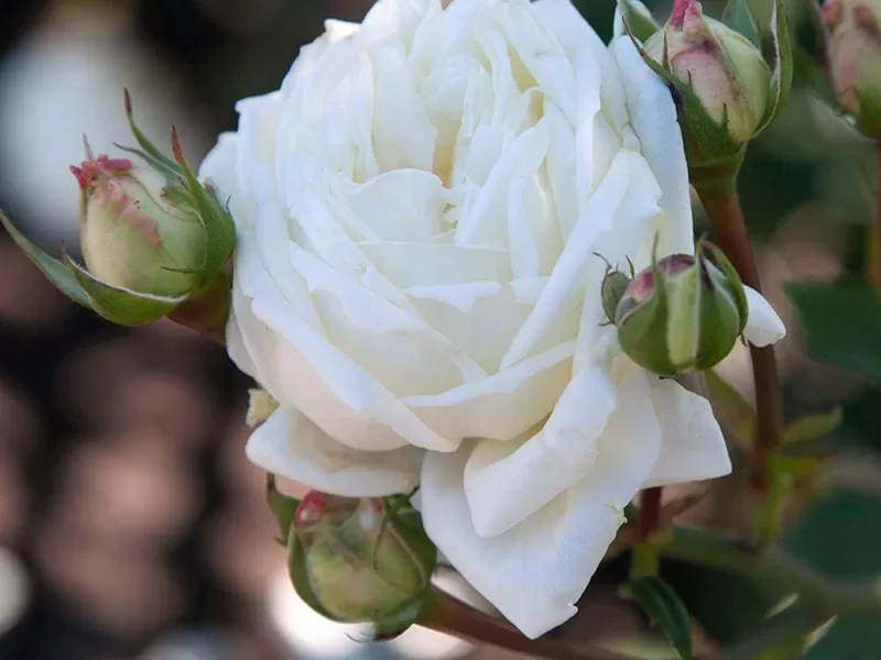 White Cap rose