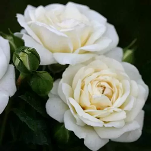 White Diamond rose