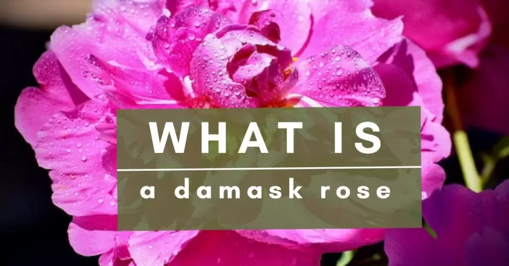 all about damask roses