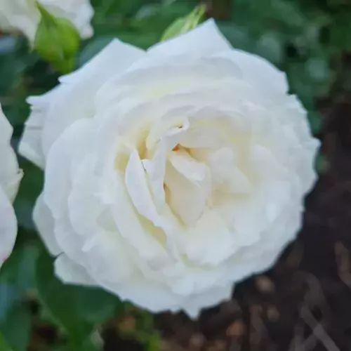 floribunda rose for a pot