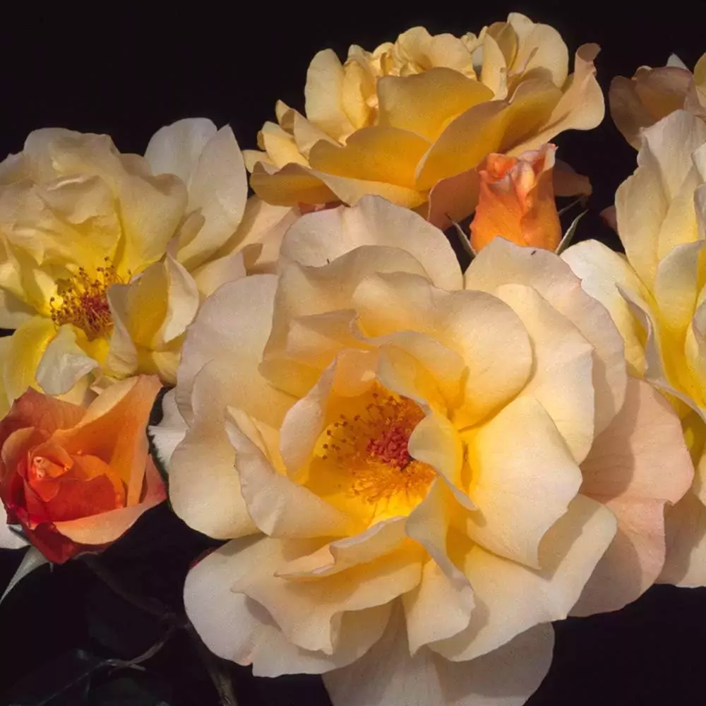 Autumn Sunset rose