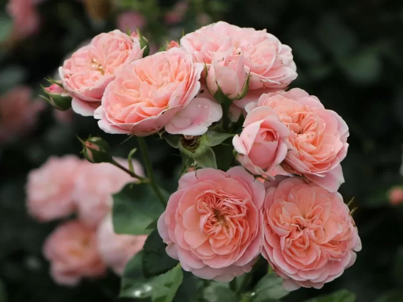 floribunda rose in a container