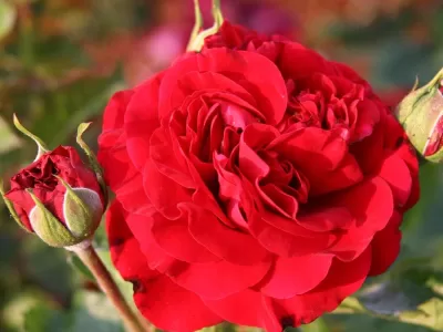Braveheart rose