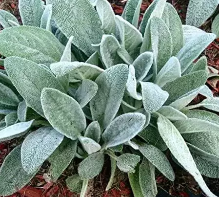 silver plants for garden