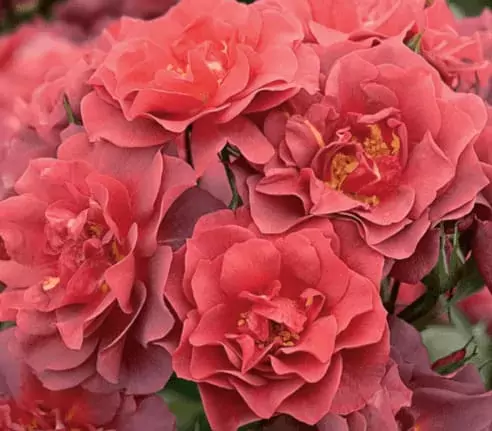 amazing floribunda rose