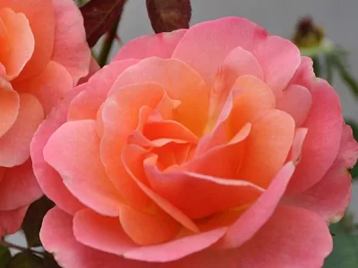 Colorific rose