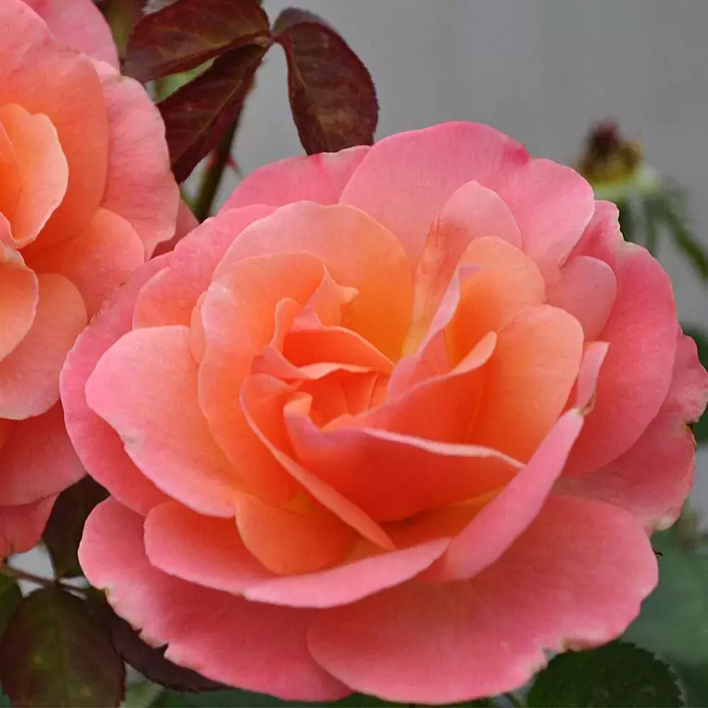 colorific rose