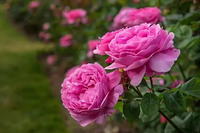 damask rose