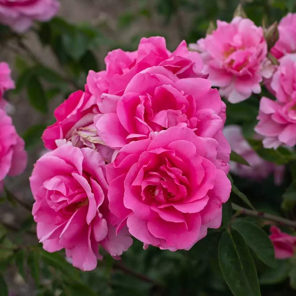 best pink roses