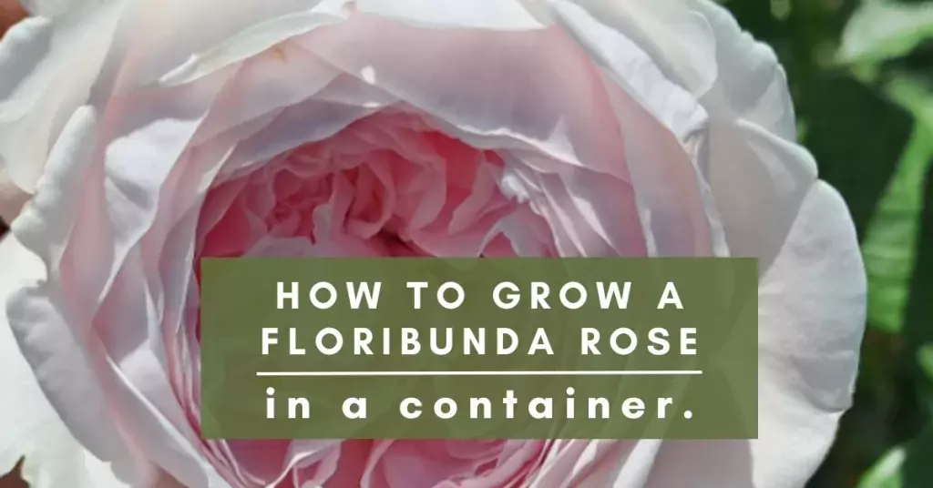 floribunda in a container