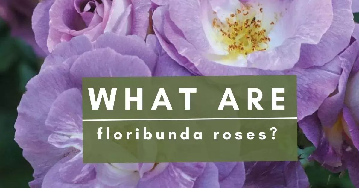 floribunda roses