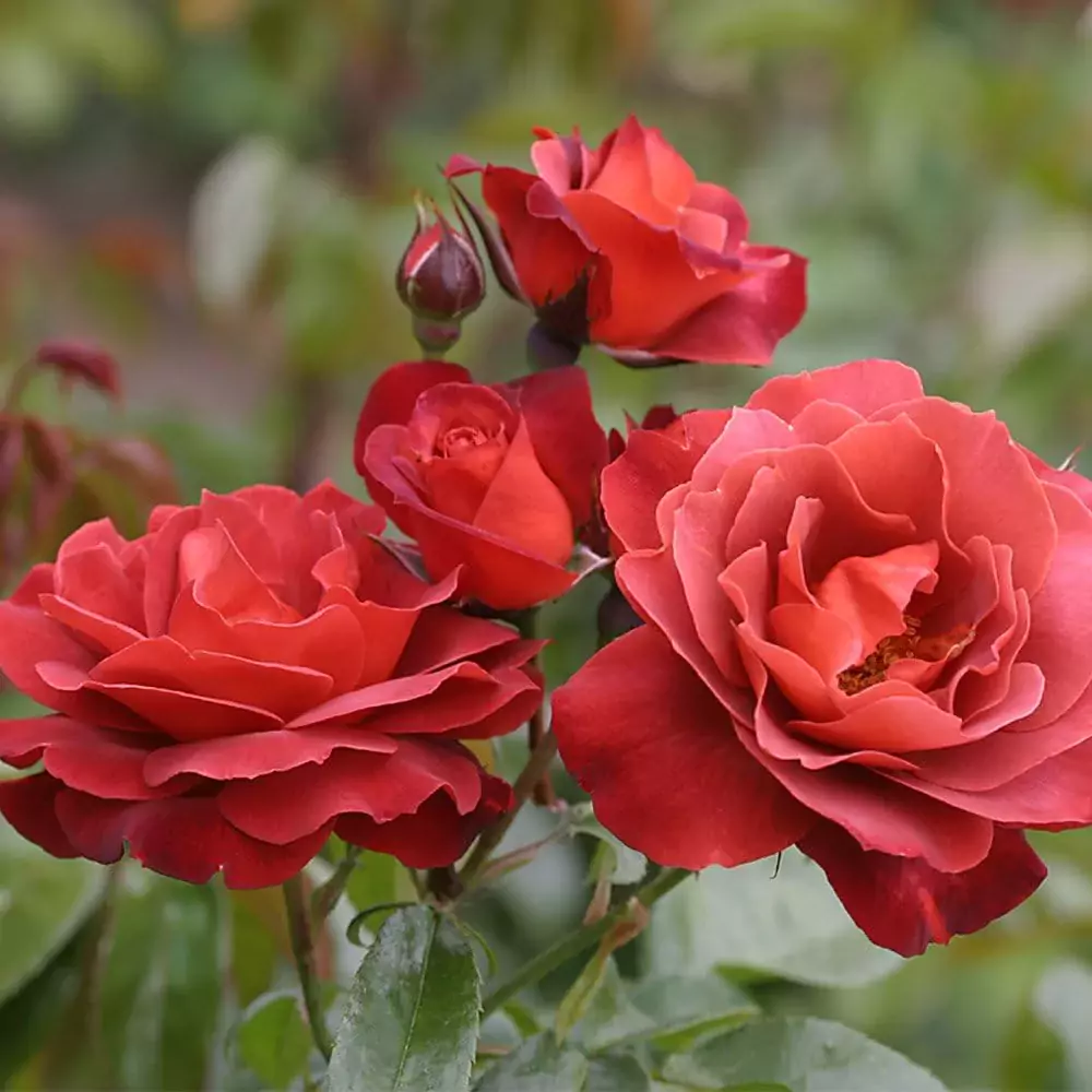 Disease-Resistant Floribunda Roses