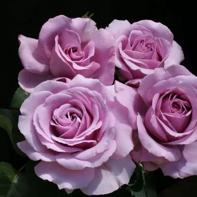 floribunda roses hoe to prune
