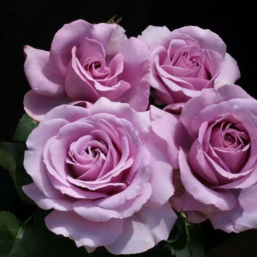 best floribunda rose
