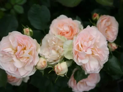 Pastella rose