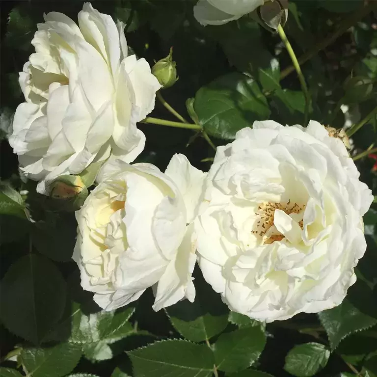 white rose for garden