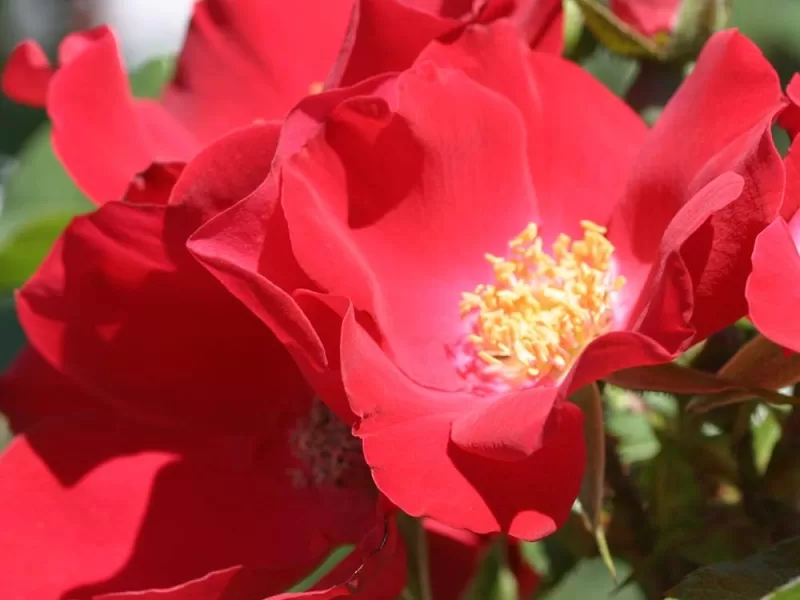 Robusta rose