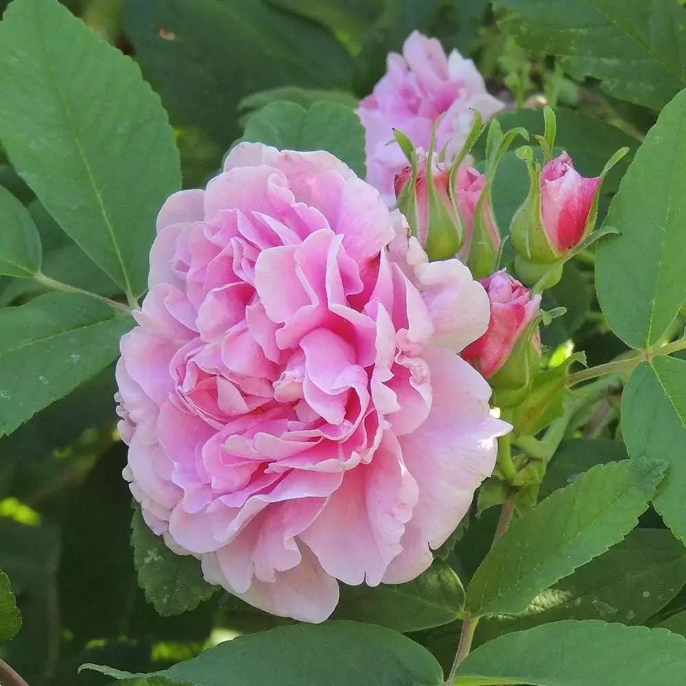 damask rose