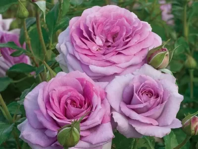 Violet's Pride rose