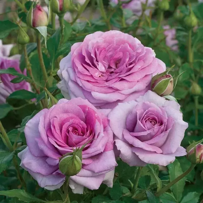 violets pride rose