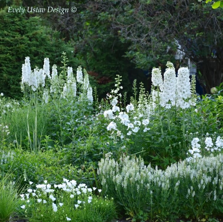 white garden ideas