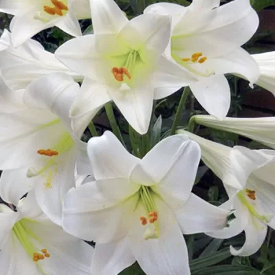 white lilies for garden