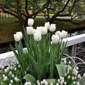 white flowers for garden