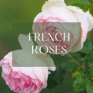 French rose variety