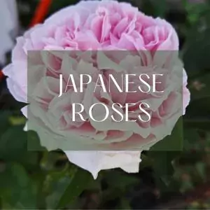 japanese roses