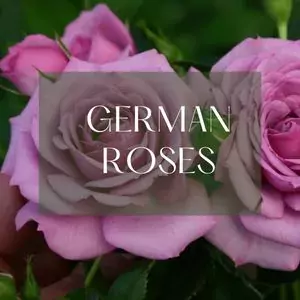 German roses