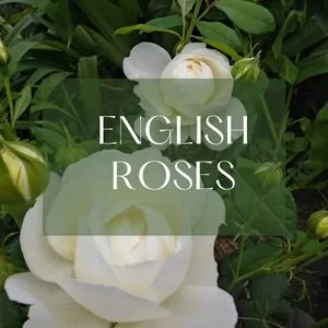 English rose variety