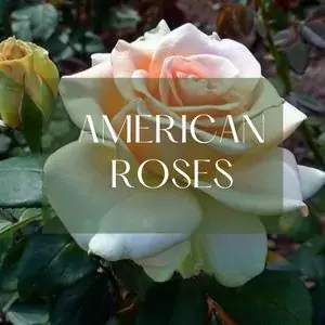 American roses