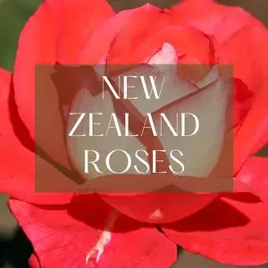 New Zealand roses