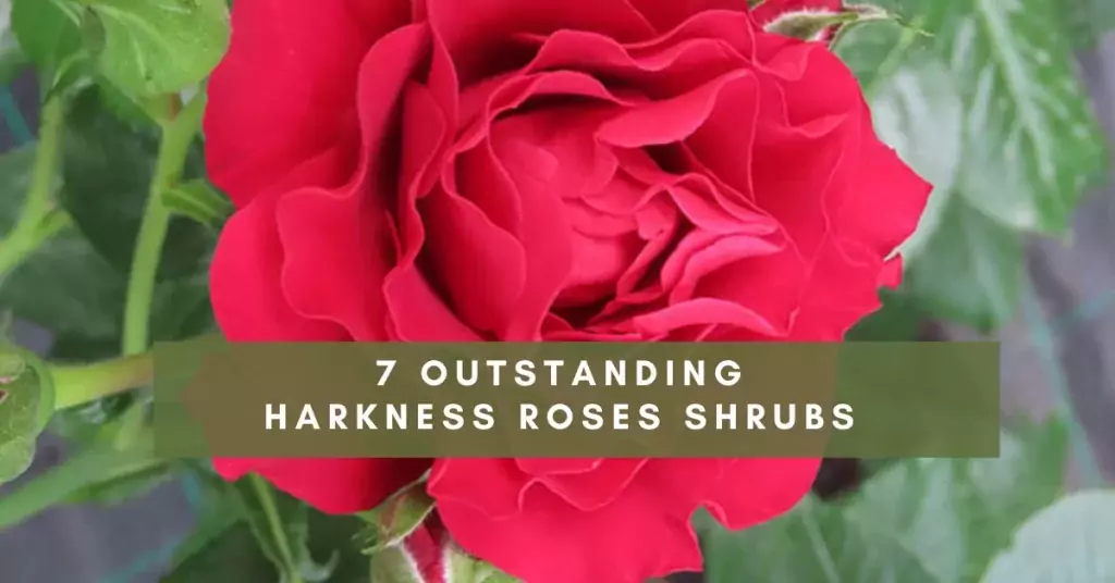 seven outstanding Harkness shrubs