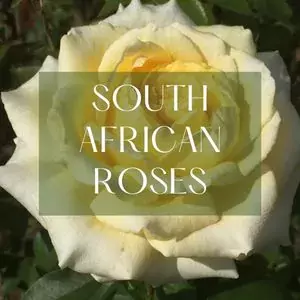 South African rose