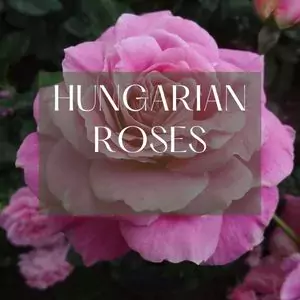 Hungarian roses