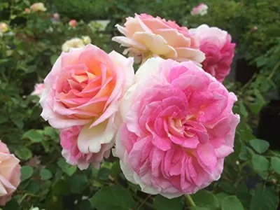 Amazing Day rose
