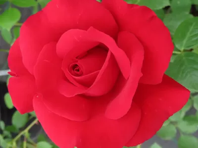 Blooming Marvellous rose