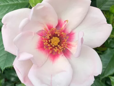 Chawton Cottage rose