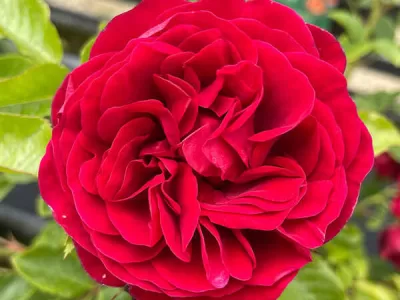 Cumberland rose