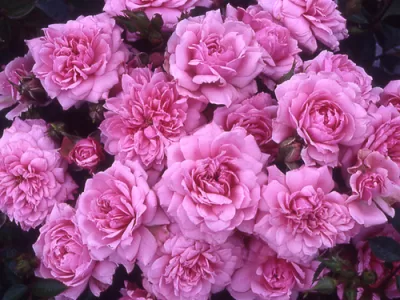 Graciously pink rose