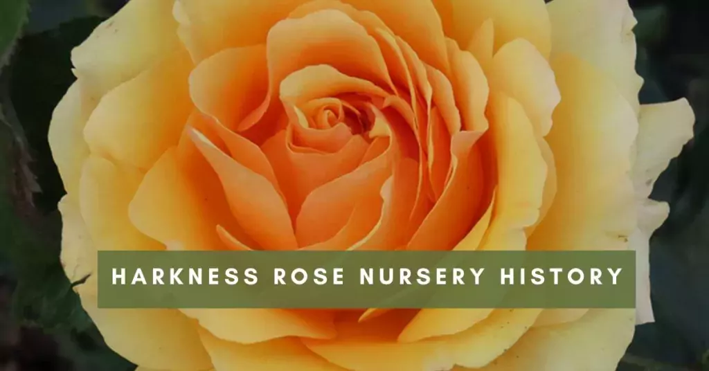 Harkness Rose Nursery History