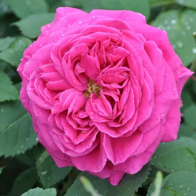 Mme Isaac Pereire rose