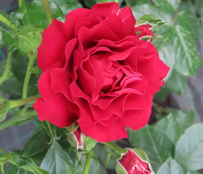 Paisley Abbey rose